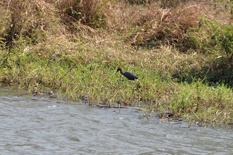 Kleine Blauwe Reiger